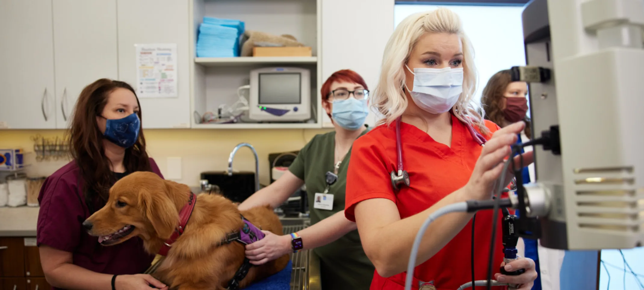 Vets Examining Dog Vets Examining Dog