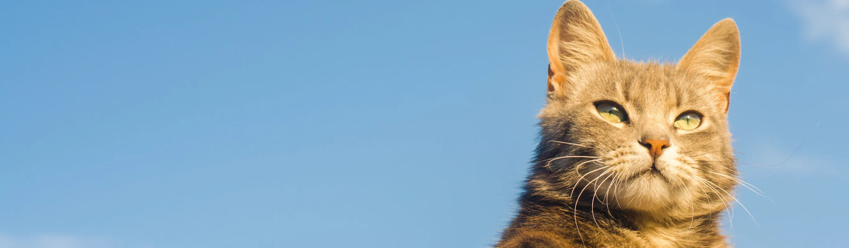 Cat with sky in background Cat with sky in background