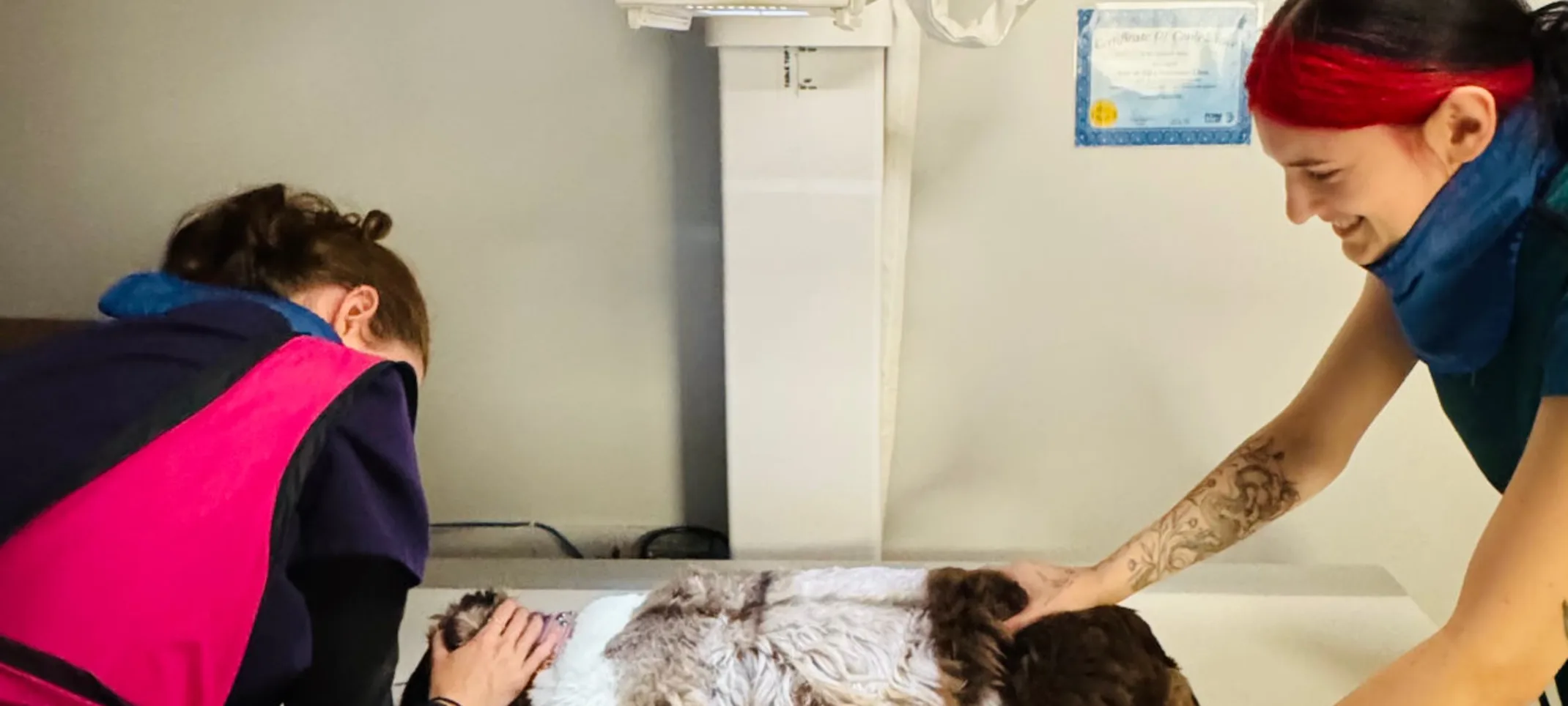 Vets scanning dog Vets scanning dog