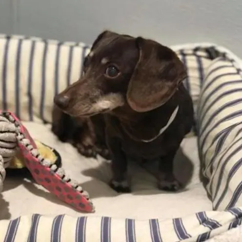 Close up of dog in dog bed Close up of dog in dog bed