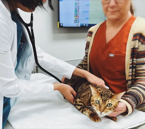 A cat sitting on a bed being examined by two veterinarians.