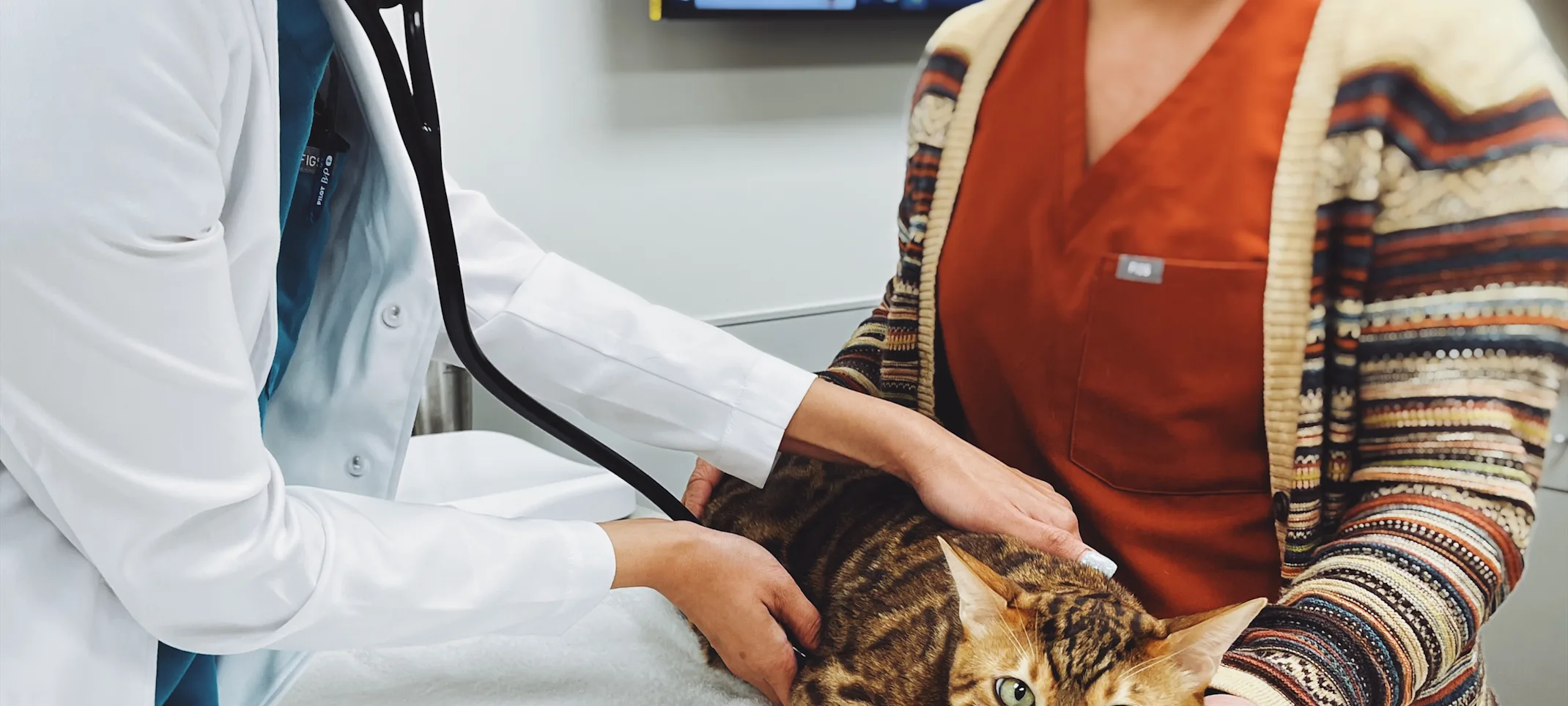 A cat sitting on a bed being examined by two veterinarians. A cat sitting on a bed being examined by two veterinarians.