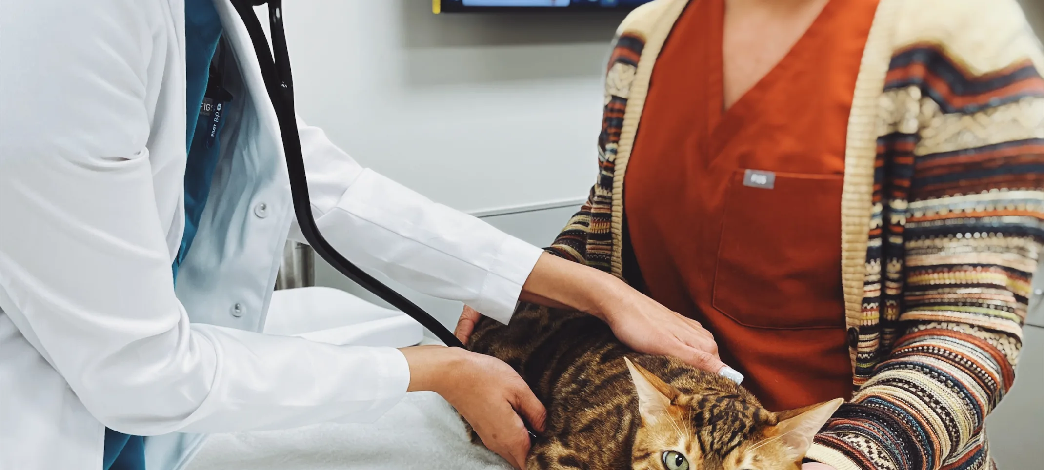 A cat sitting on a bed being examined by two veterinarians.