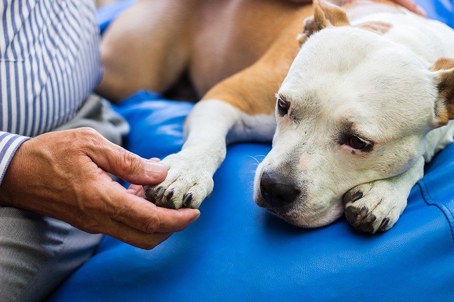 White and brown sick dog laying on blue blanket