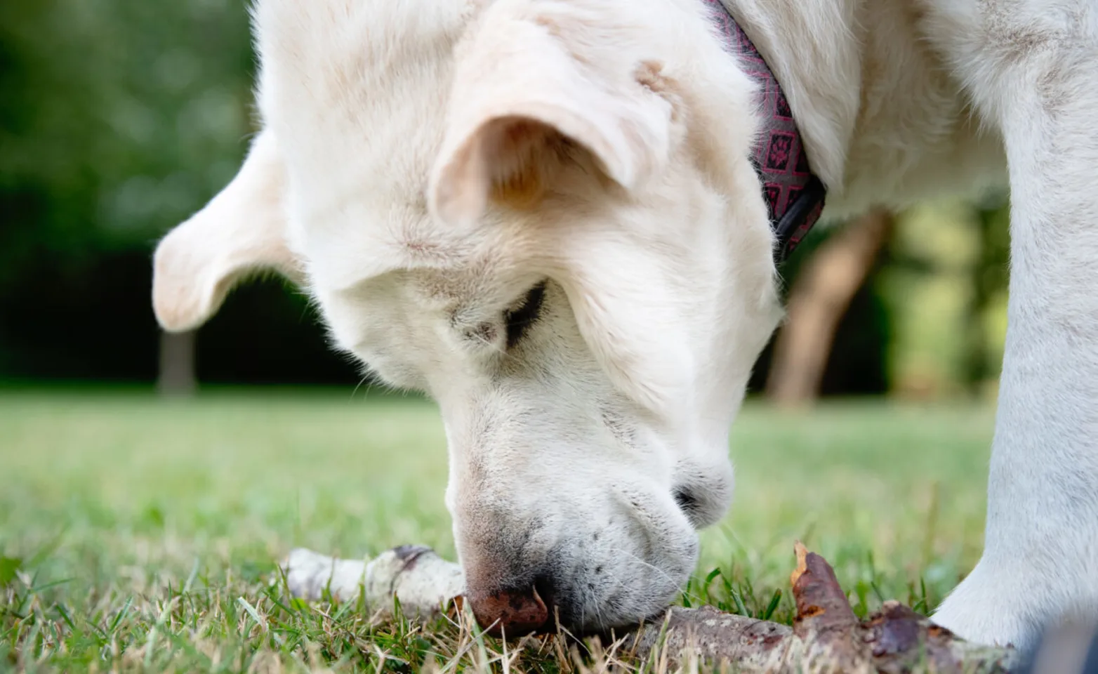 A dog sniffing a stick A dog sniffing a stick