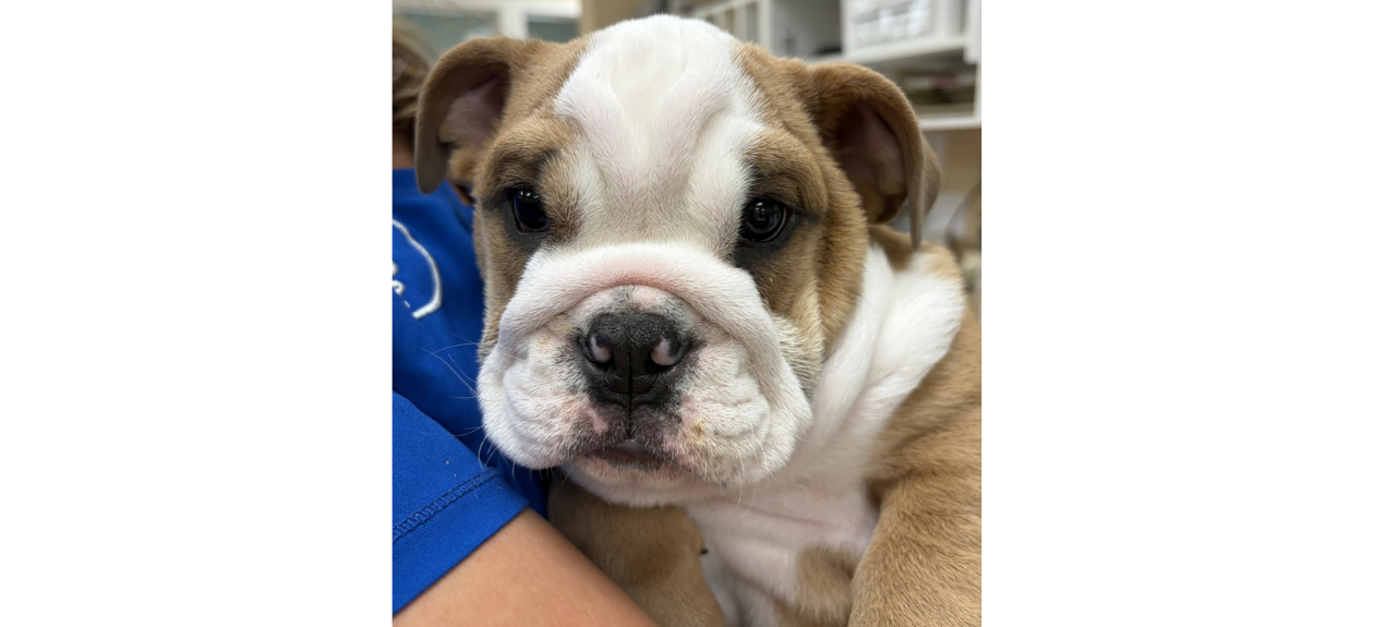 Close Up of Brown/White Puppy
