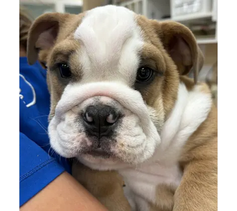 Close Up of Brown/White Puppy Close Up of Brown/White Puppy