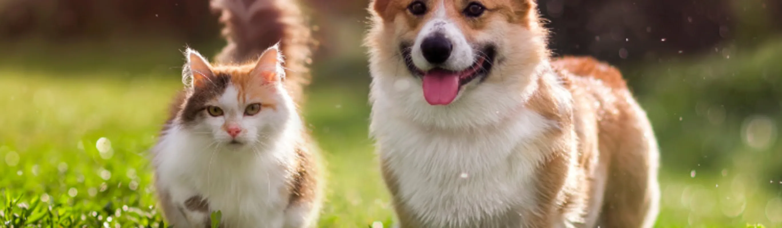 Corgi with tri-colored cat in grass