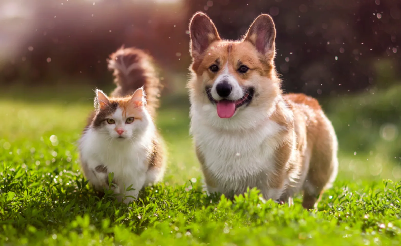 Corgi with tri-colored cat in grass