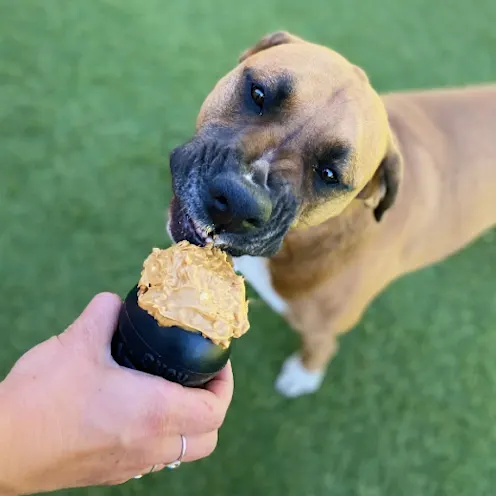 Dog Eating Peanut Butter Stuffed Kongs Dog Eating Peanut Butter Stuffed Kongs