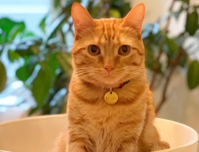 Cat in a bowl