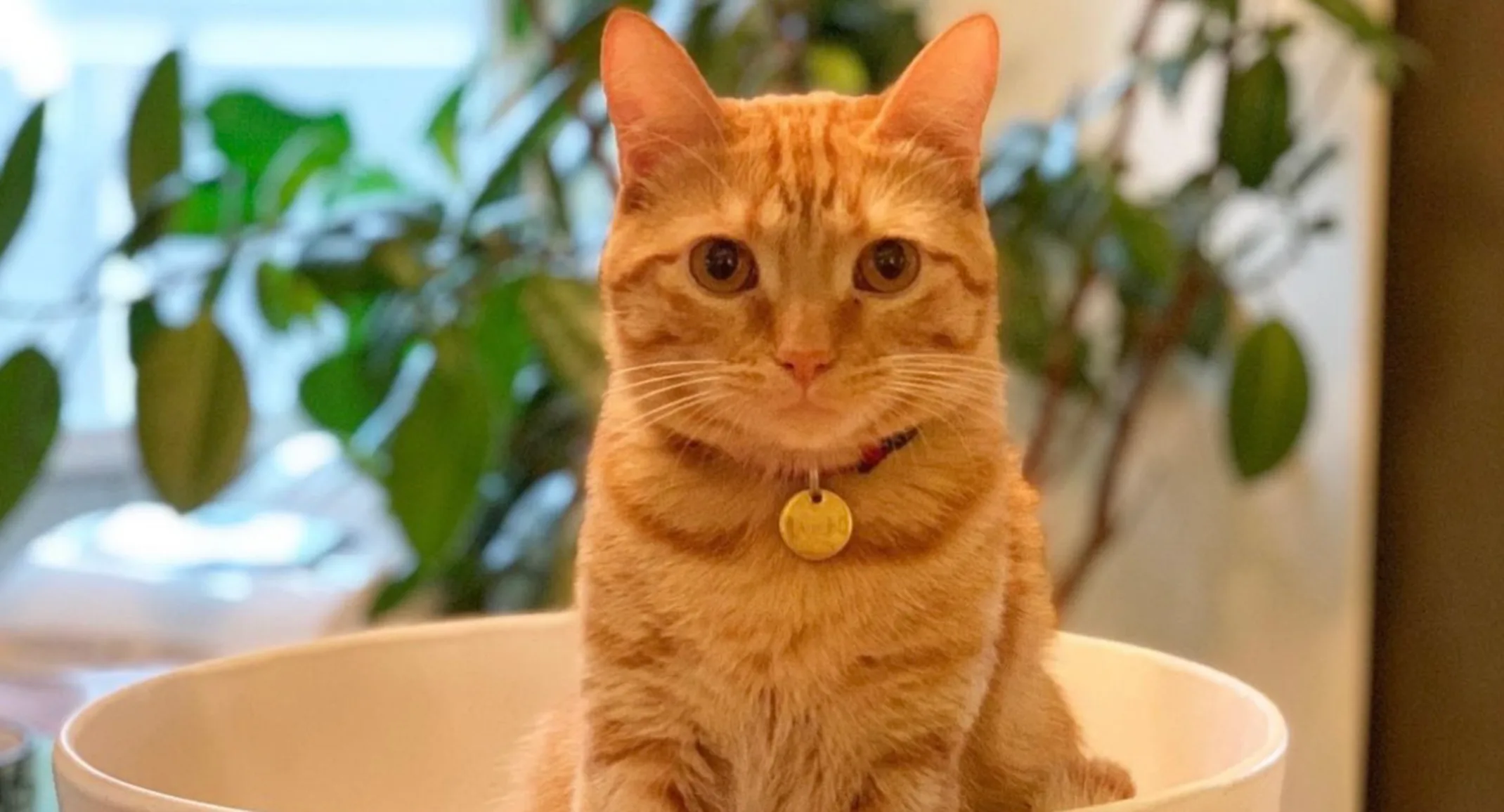 Cat in a bowl