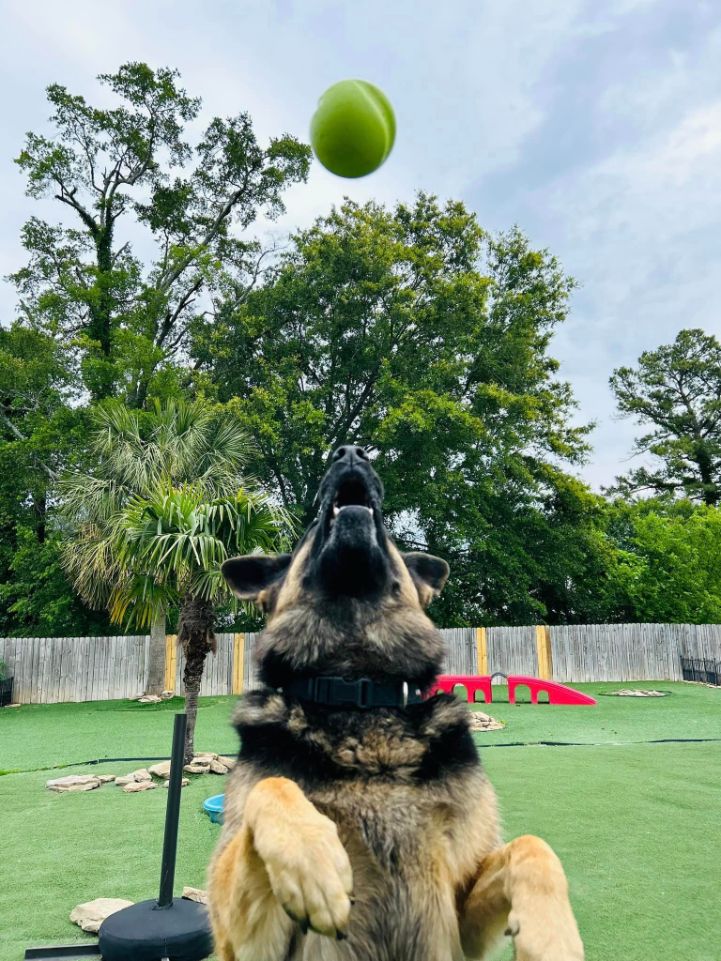 A large dog catching a tennis ball