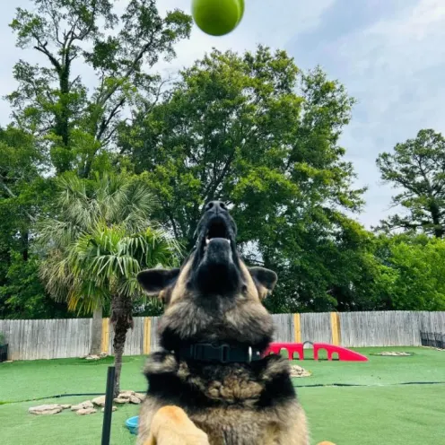 A large dog catching a tennis ball