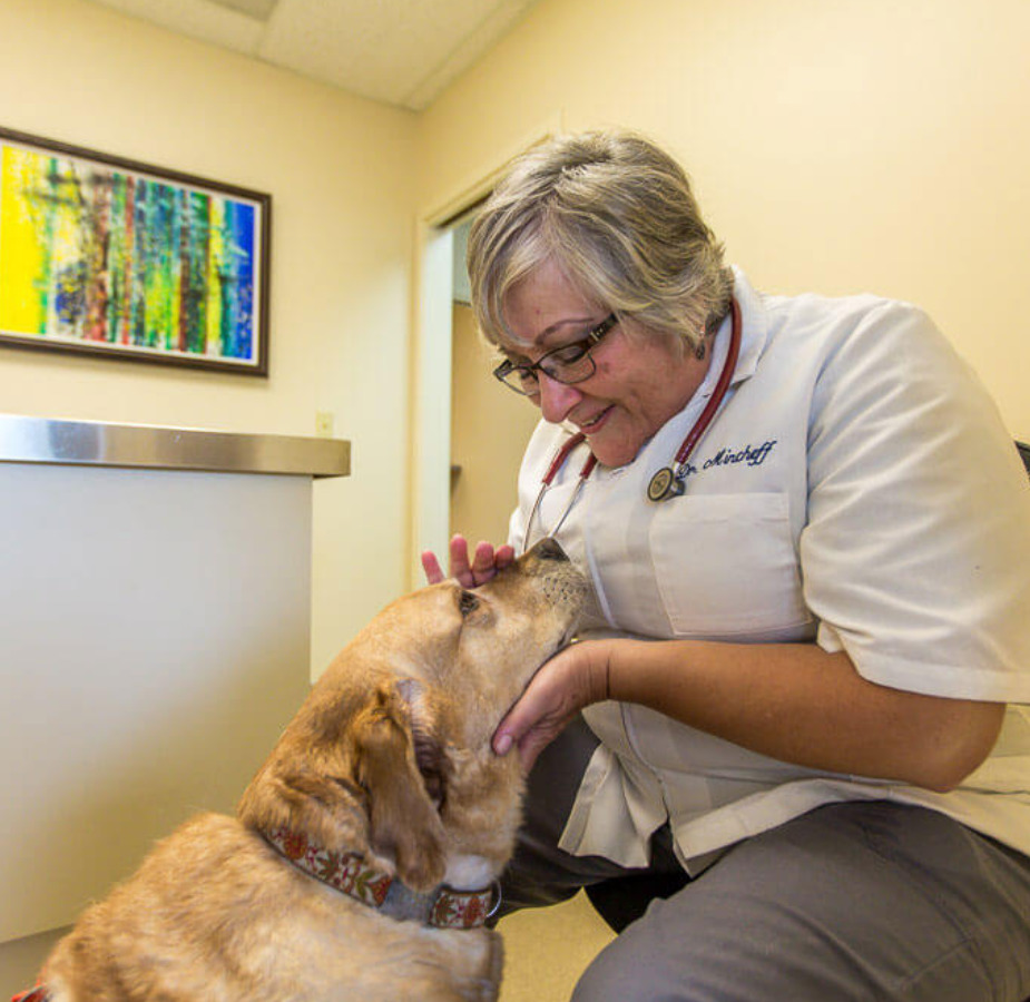 Vet petting a golden dog 