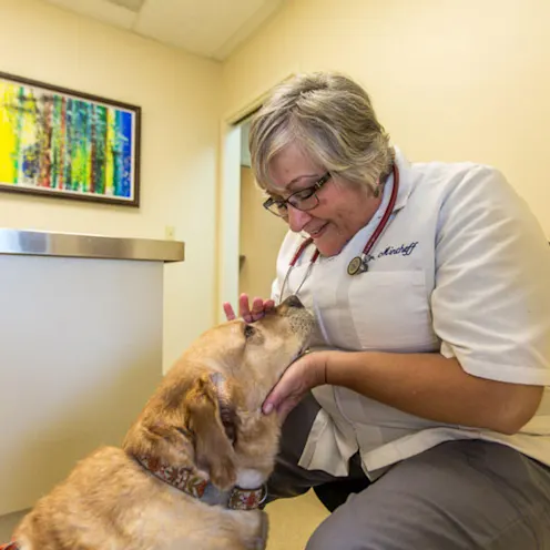 Vet petting a golden dog Vet petting a golden dog