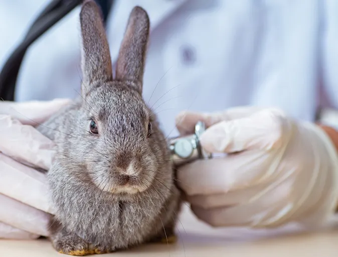 Gray rabbit being held by the sides by a vet with gloves