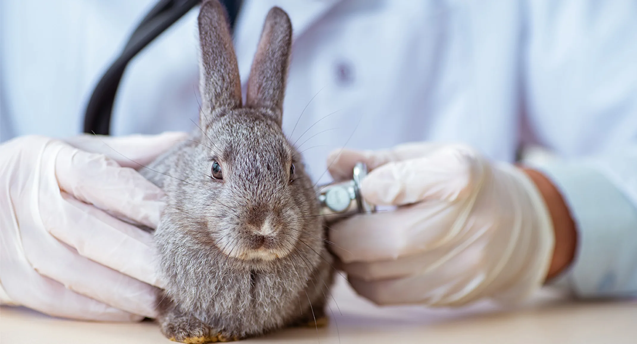 Gray rabbit being held by the sides by a vet with gloves Gray rabbit being held by the sides by a vet with gloves