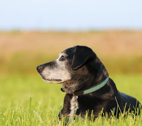 Black and Grey old dog is laying down on a grassy field looking at something. Black and Grey old dog is laying down on a grassy field looking at something.
