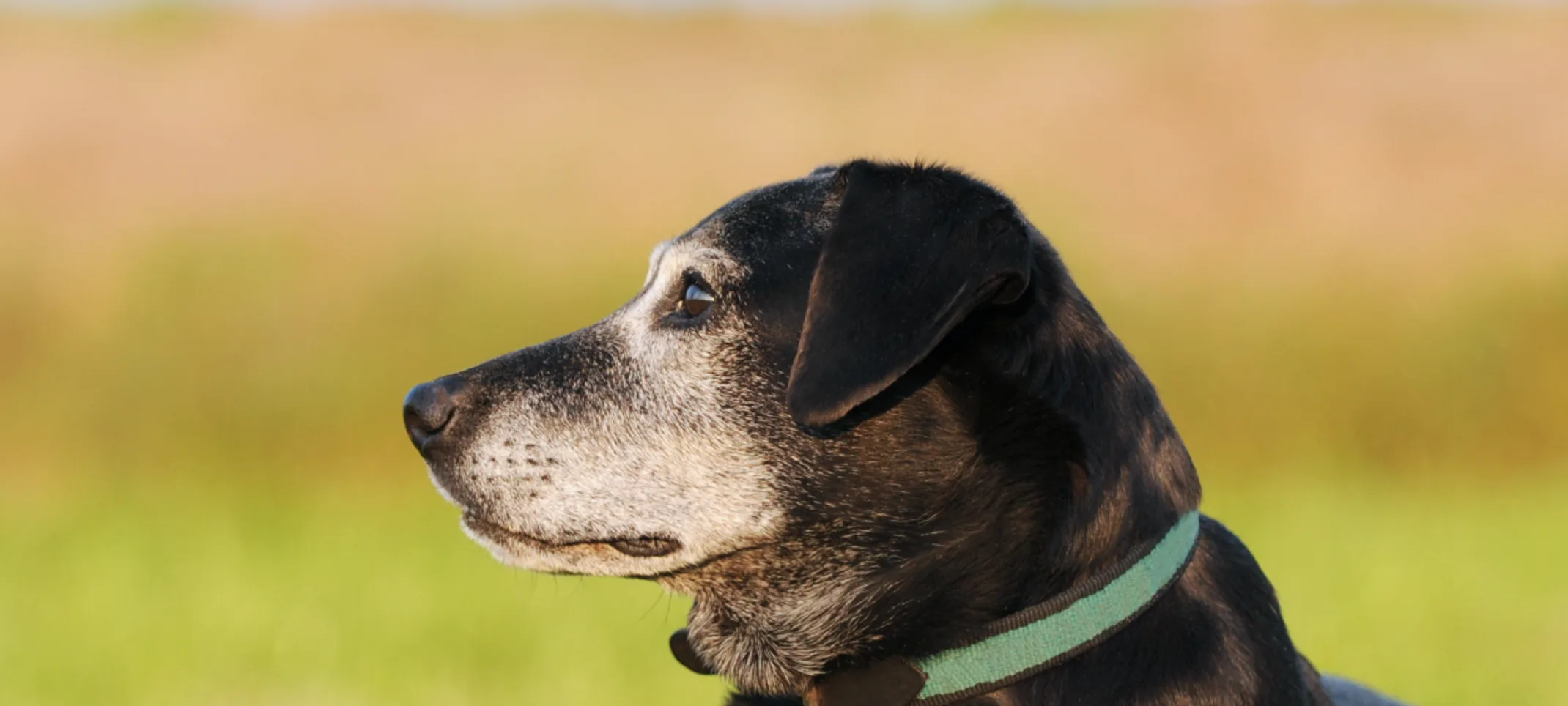 Black and Grey old dog is laying down on a grassy field looking at something. Black and Grey old dog is laying down on a grassy field looking at something.