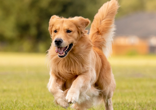 Premier Veterinary Group - Mundelein