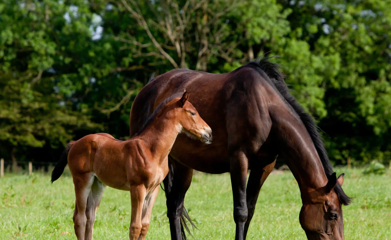 Artificial Insemination 3 Artificial Insemination 3