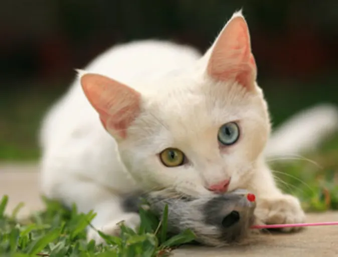 Cat catching mouse Cat catching mouse