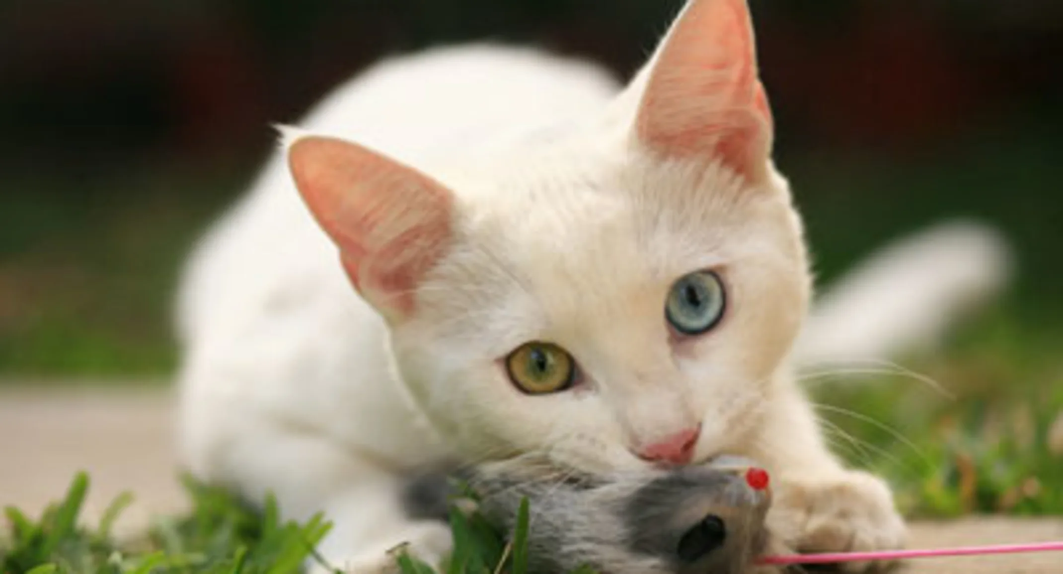 Cat catching mouse Cat catching mouse