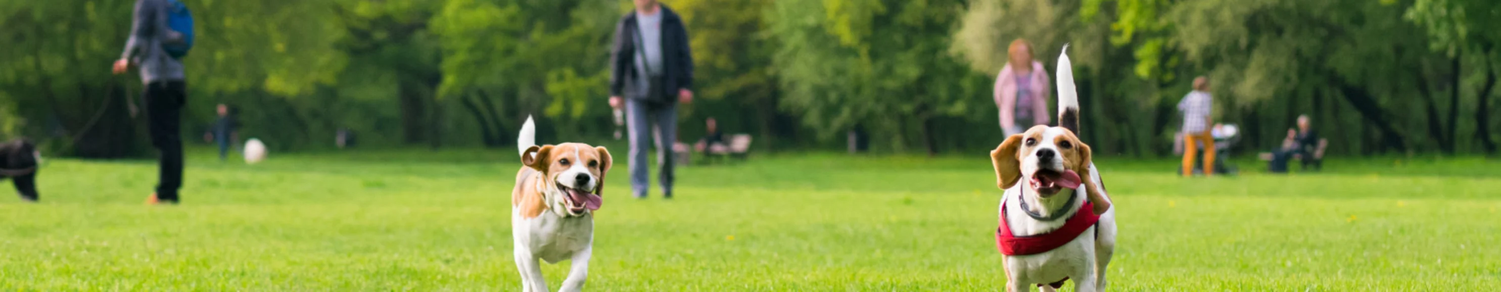 2 beagles playing in the grass at a dog park 2 beagles playing in the grass at a dog park