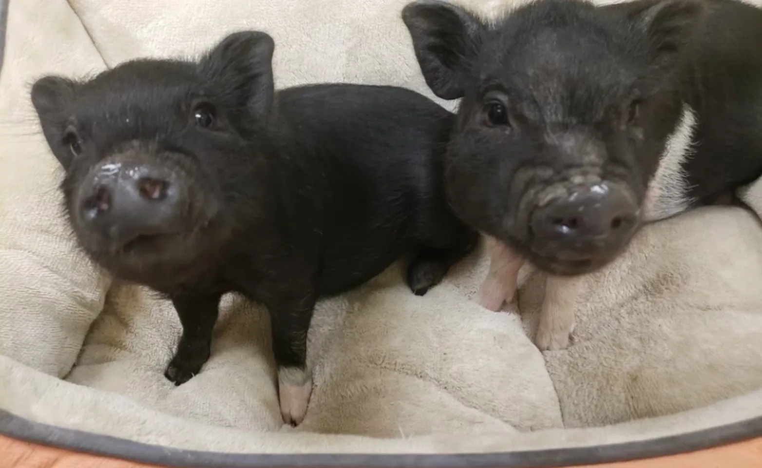 Two B&W piglets on a dog bed