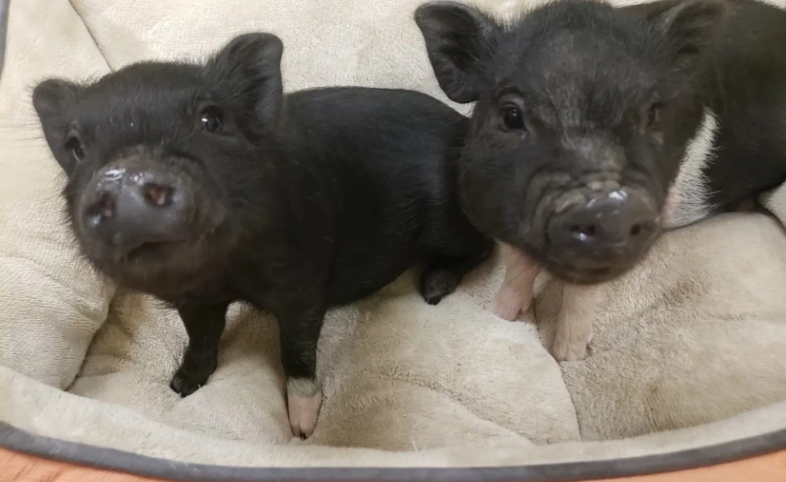 Two B&W piglets on a dog bed Two B&W piglets on a dog bed