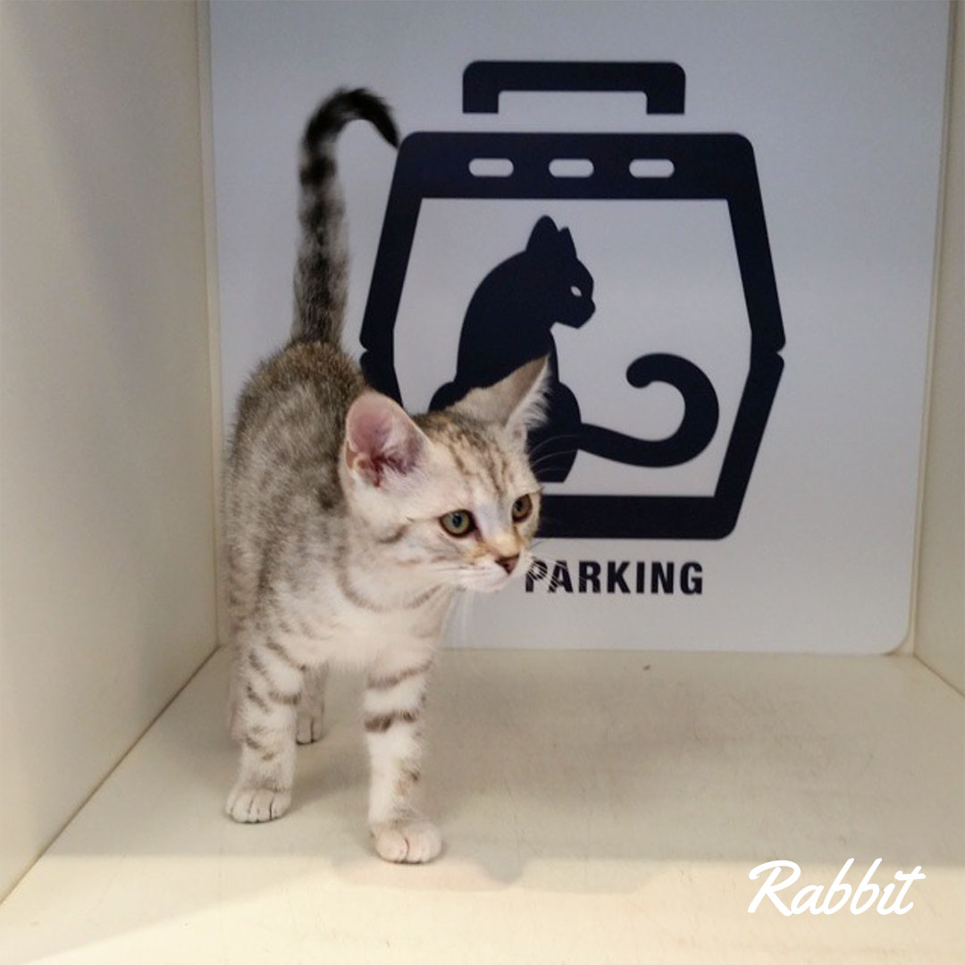 Grey/white cat named Rabbit