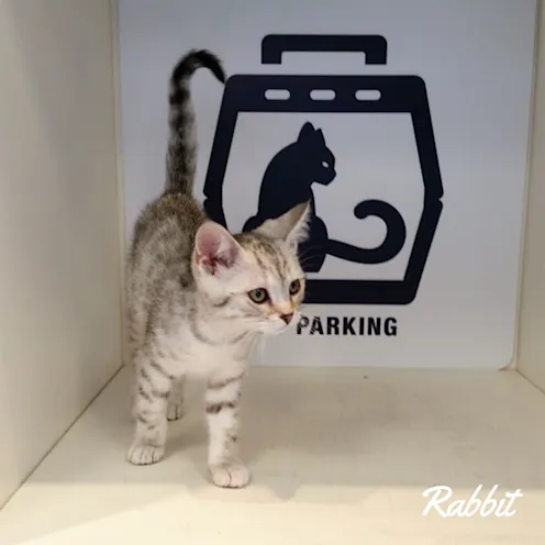 Grey/white cat named Rabbit Grey/white cat named Rabbit