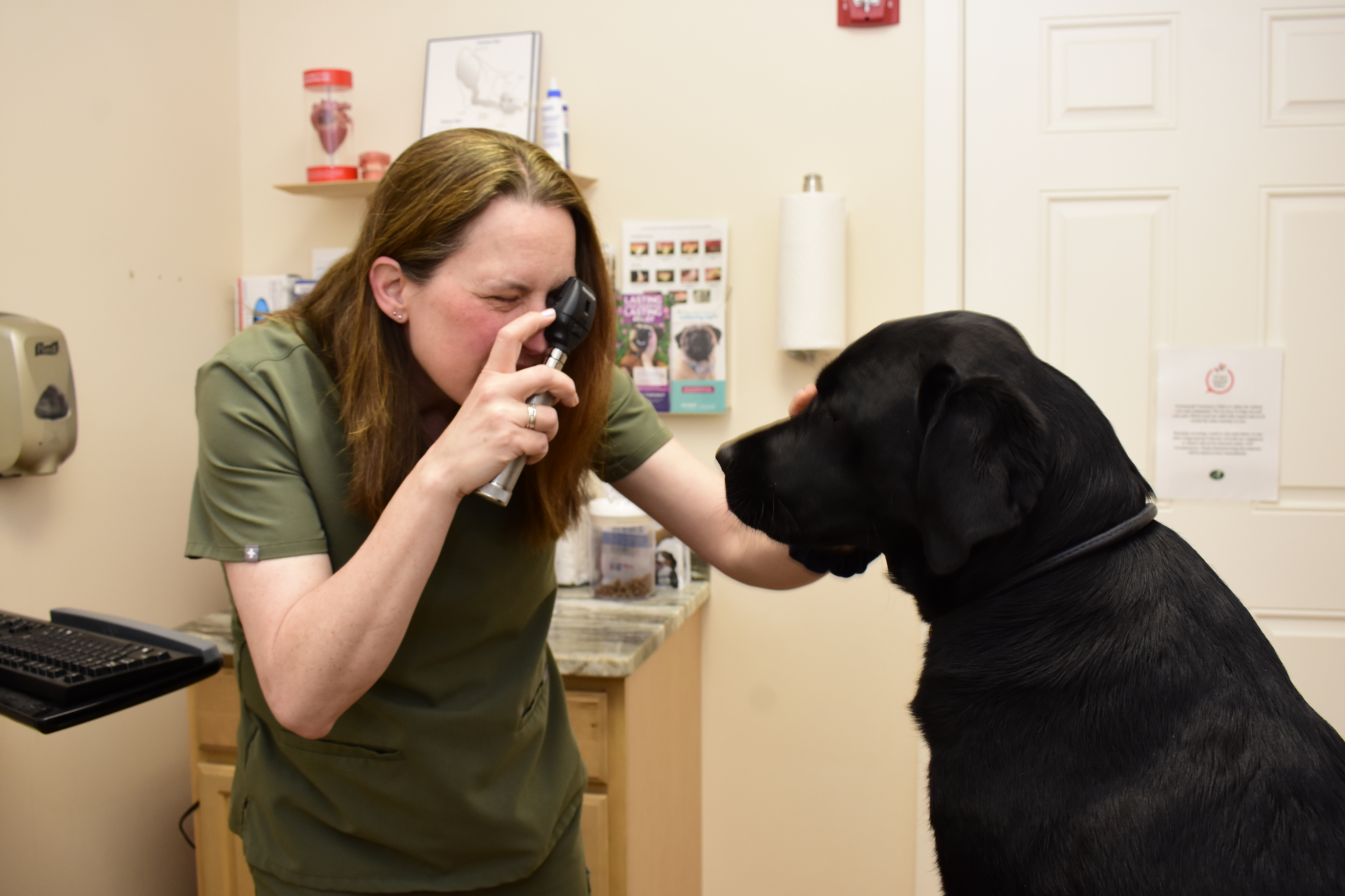 doctor check on dog