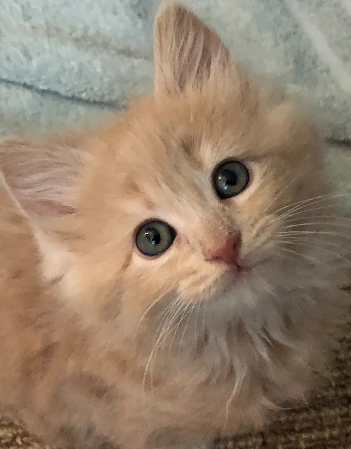 Dr. Kiva Waugh Dr. Kiva Waugh