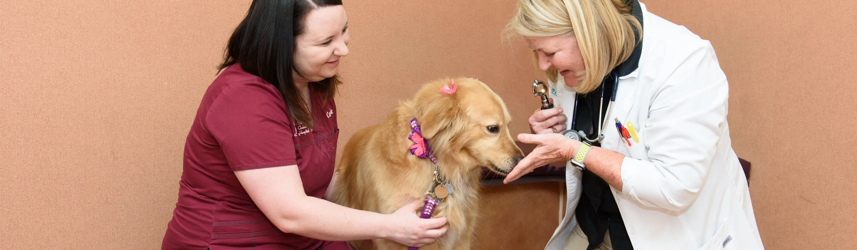 Dr Eisenhour Working With A Patient at South Suburban Animal Hospital