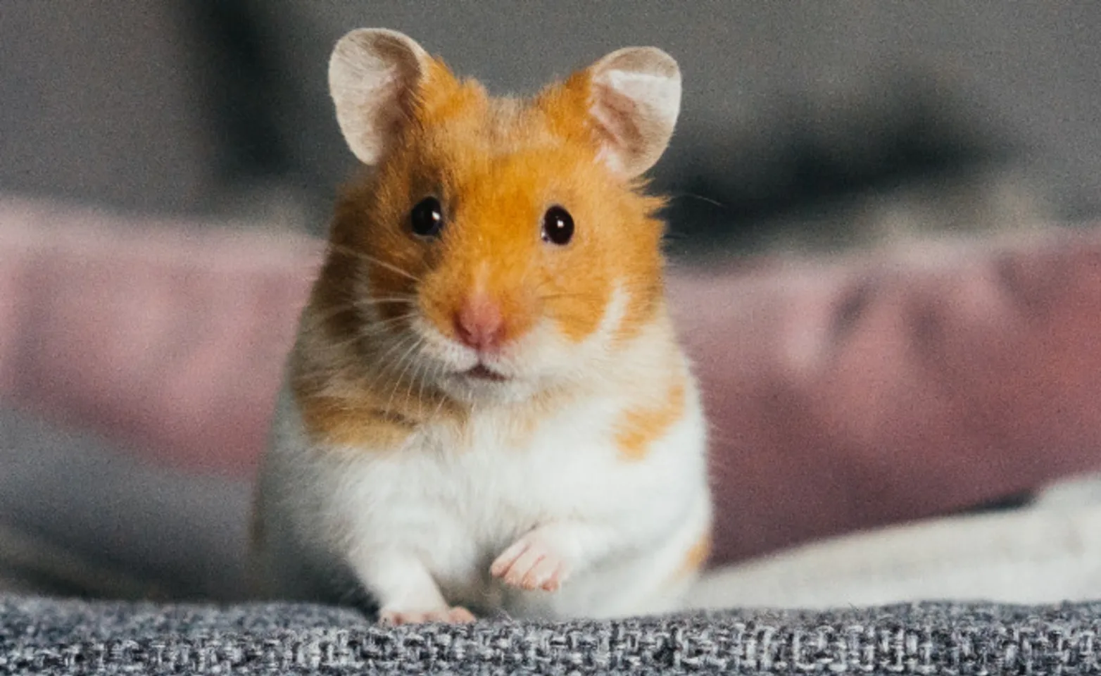 Orange Hamster Sitting on Couch