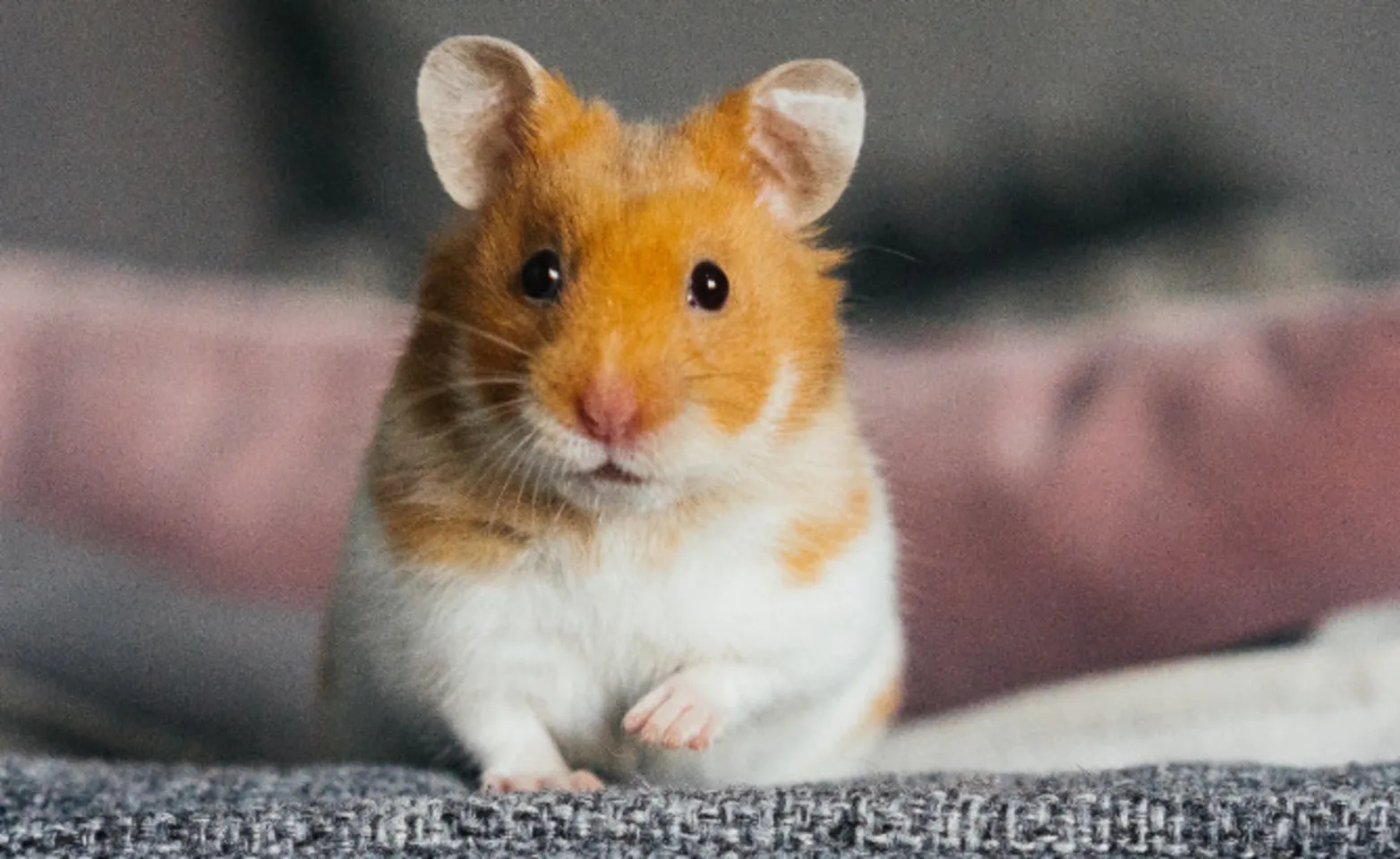 Orange Hamster Sitting on Couch