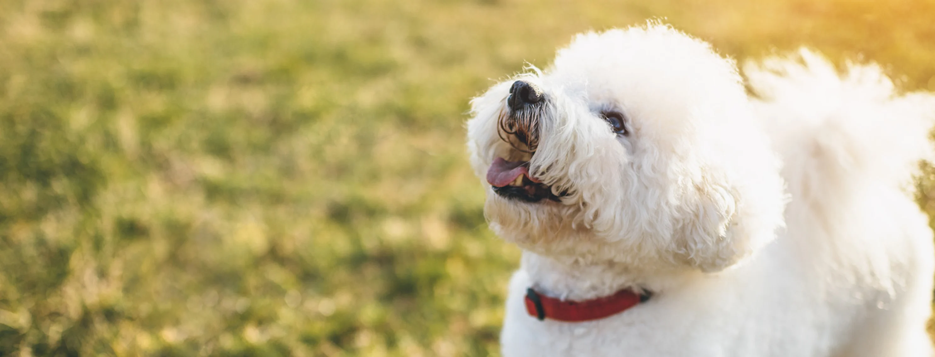White curly dog with a red collar smiling in the grass