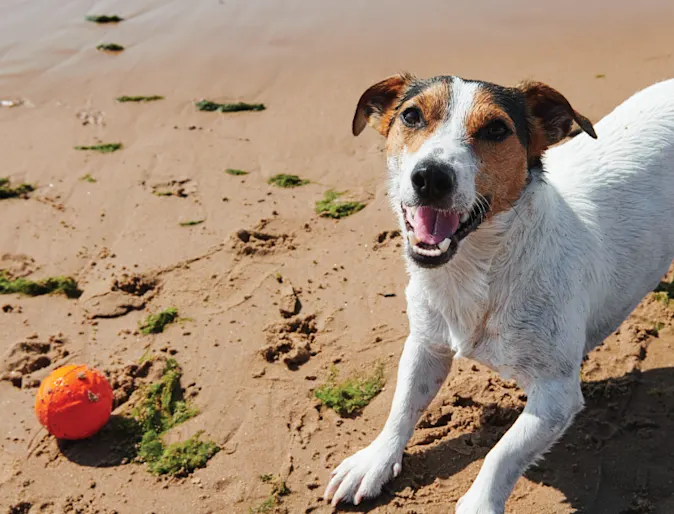 Dog on beach in the sand Dog on beach in the sand