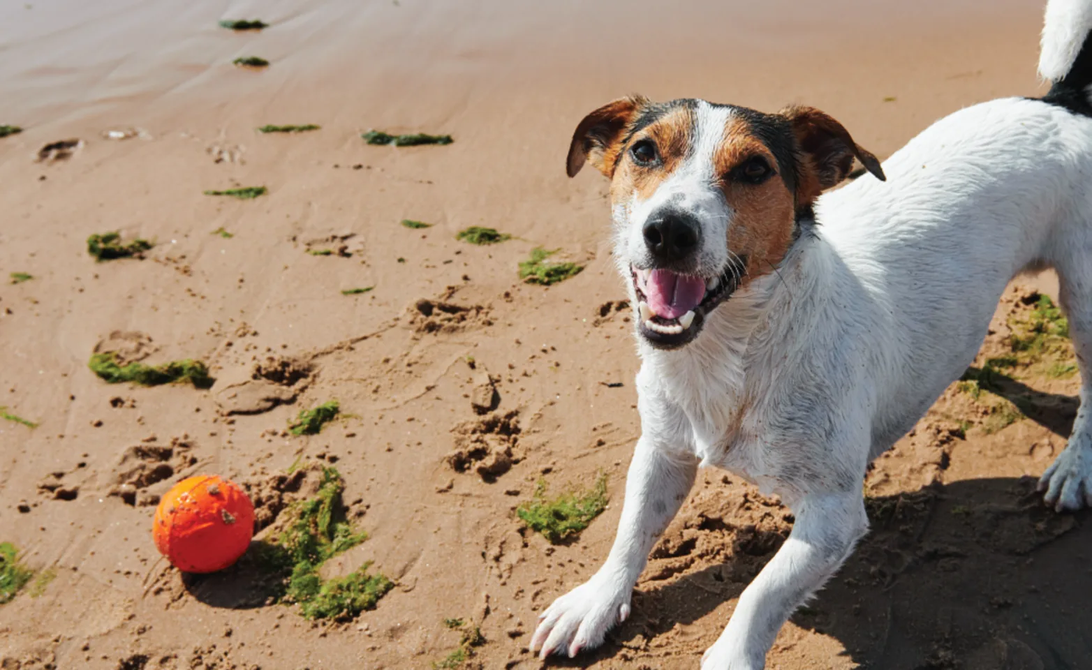 Dog on beach in the sand Dog on beach in the sand