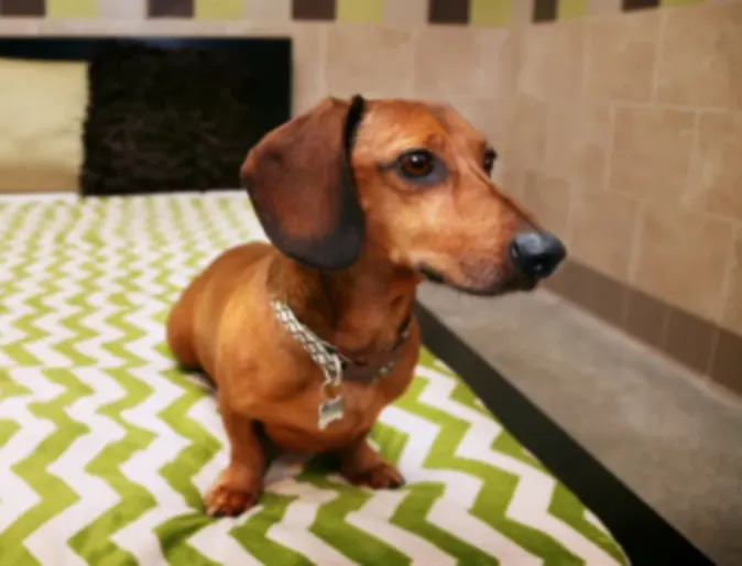 A Small Brown Dog Lying on a Bed at Pooch Hotel A Small Brown Dog Lying on a Bed at Pooch Hotel