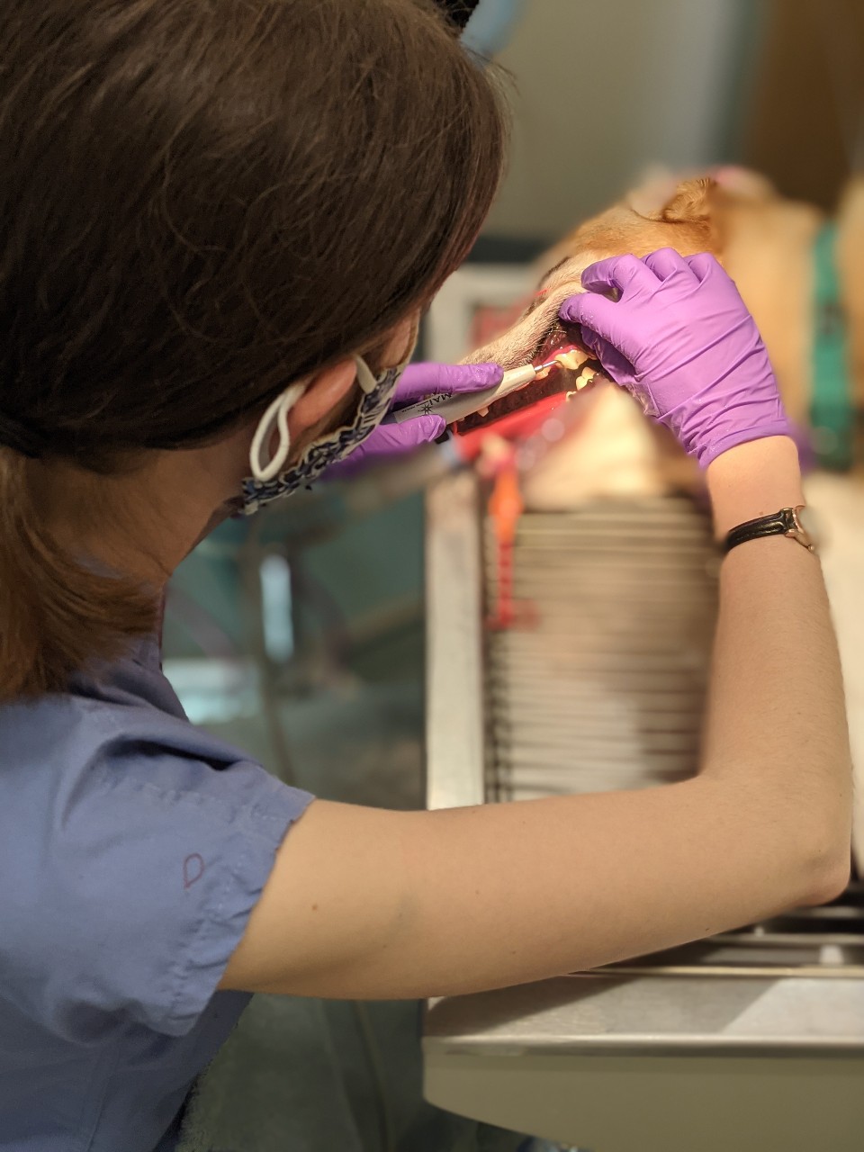 Dental exam being performed on a dog
