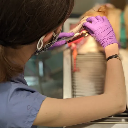 Dental exam being performed on a dog Dental exam being performed on a dog