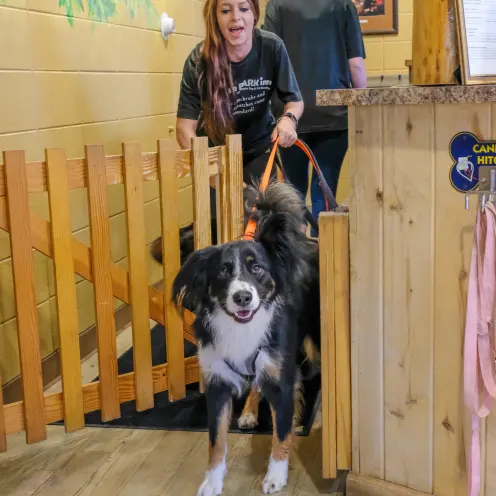 Dog seeing owners after a stay at Bergen Bark Inn