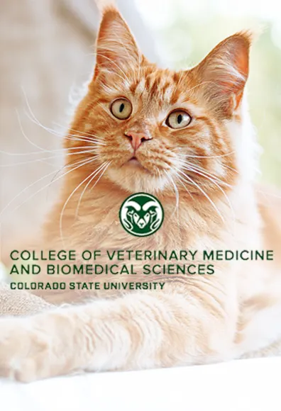 Colorado State University logo in front of cat