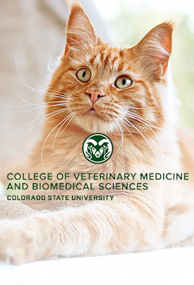 Colorado State University logo in front of cat Colorado State University logo in front of cat