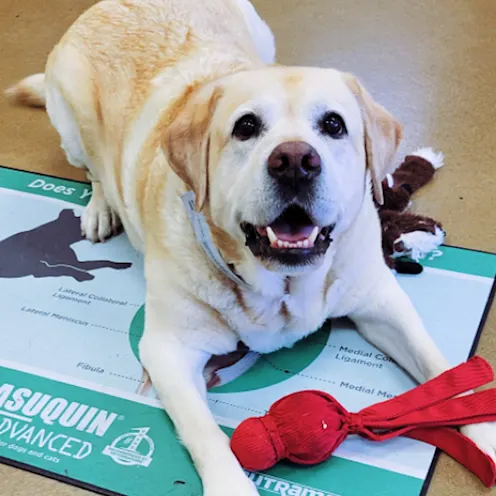 Yellow lab laying and smiling. Yellow lab laying and smiling.