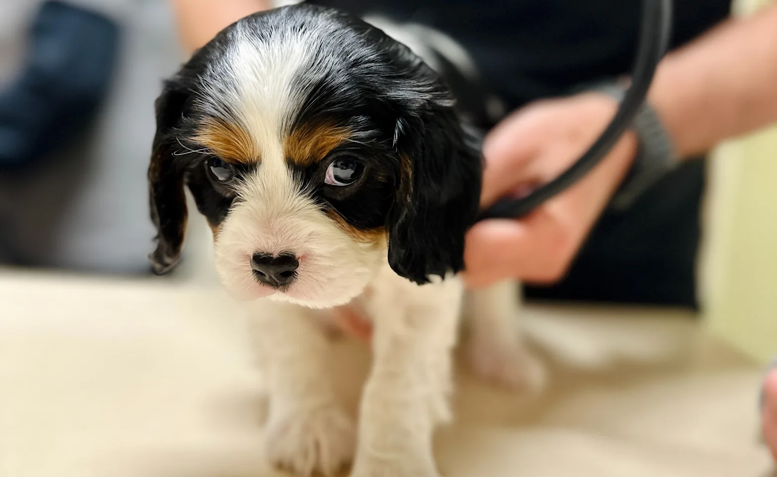 small dog held by staff member