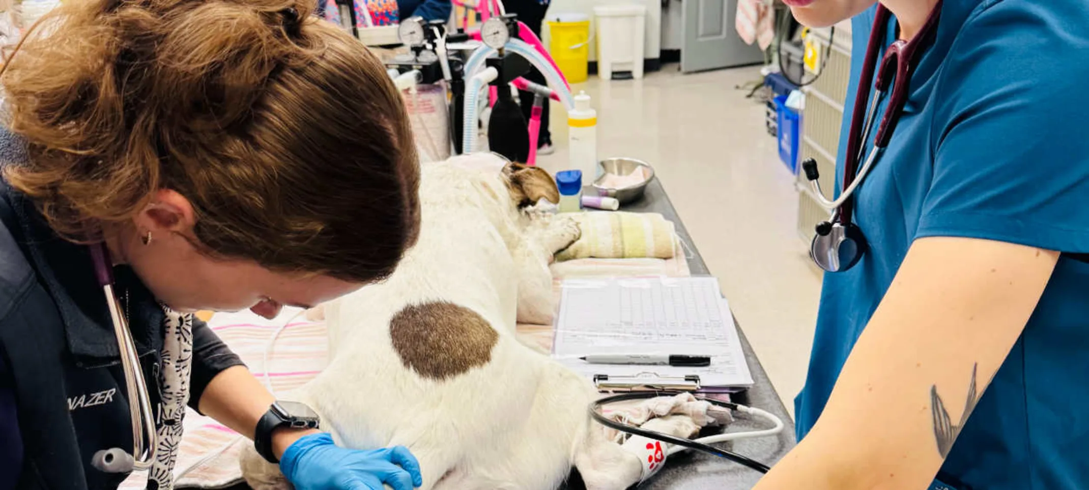Vets prepping dog's tail Vets prepping dog's tail